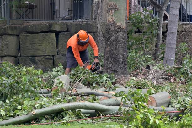 Best Tree Removal Contractors  in Evergreen, MT